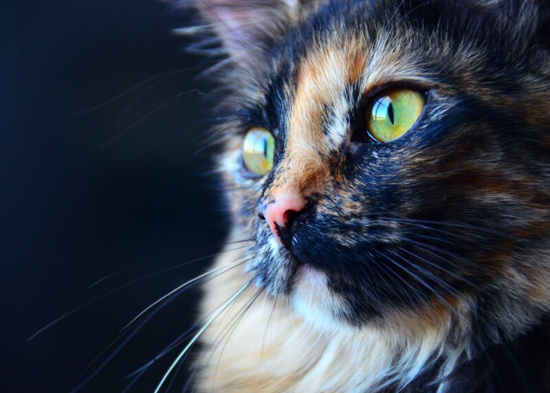close-up of a calico cat