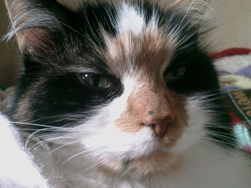 close-up of a calico cat