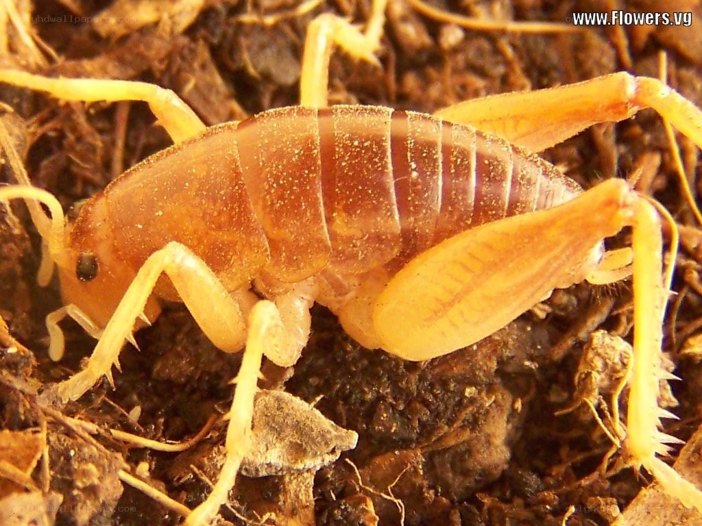 close-up of a camel cricket