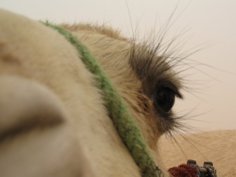Close-up of a camel's eye