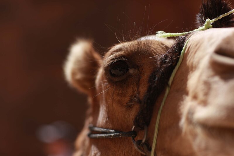 Close-up of a camel's eye
