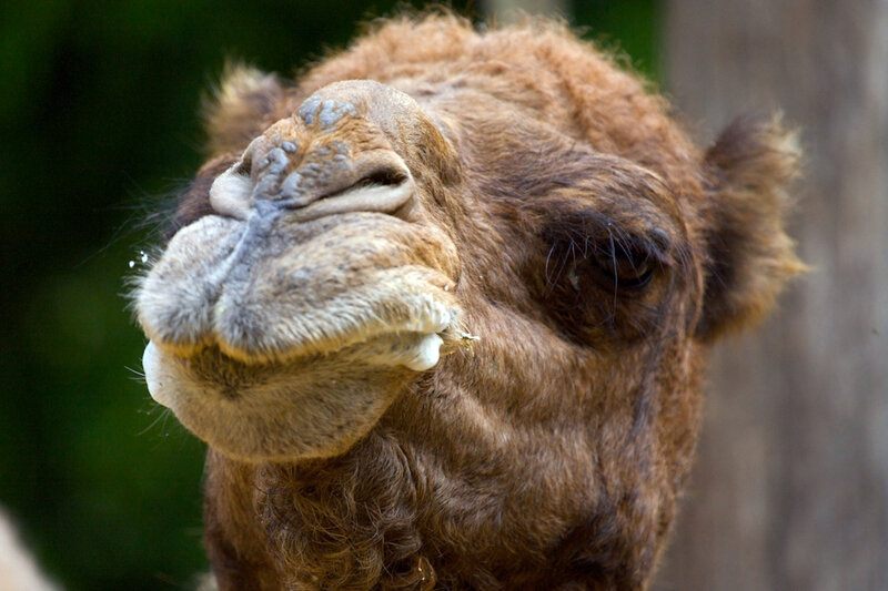 close-up of a camel's face