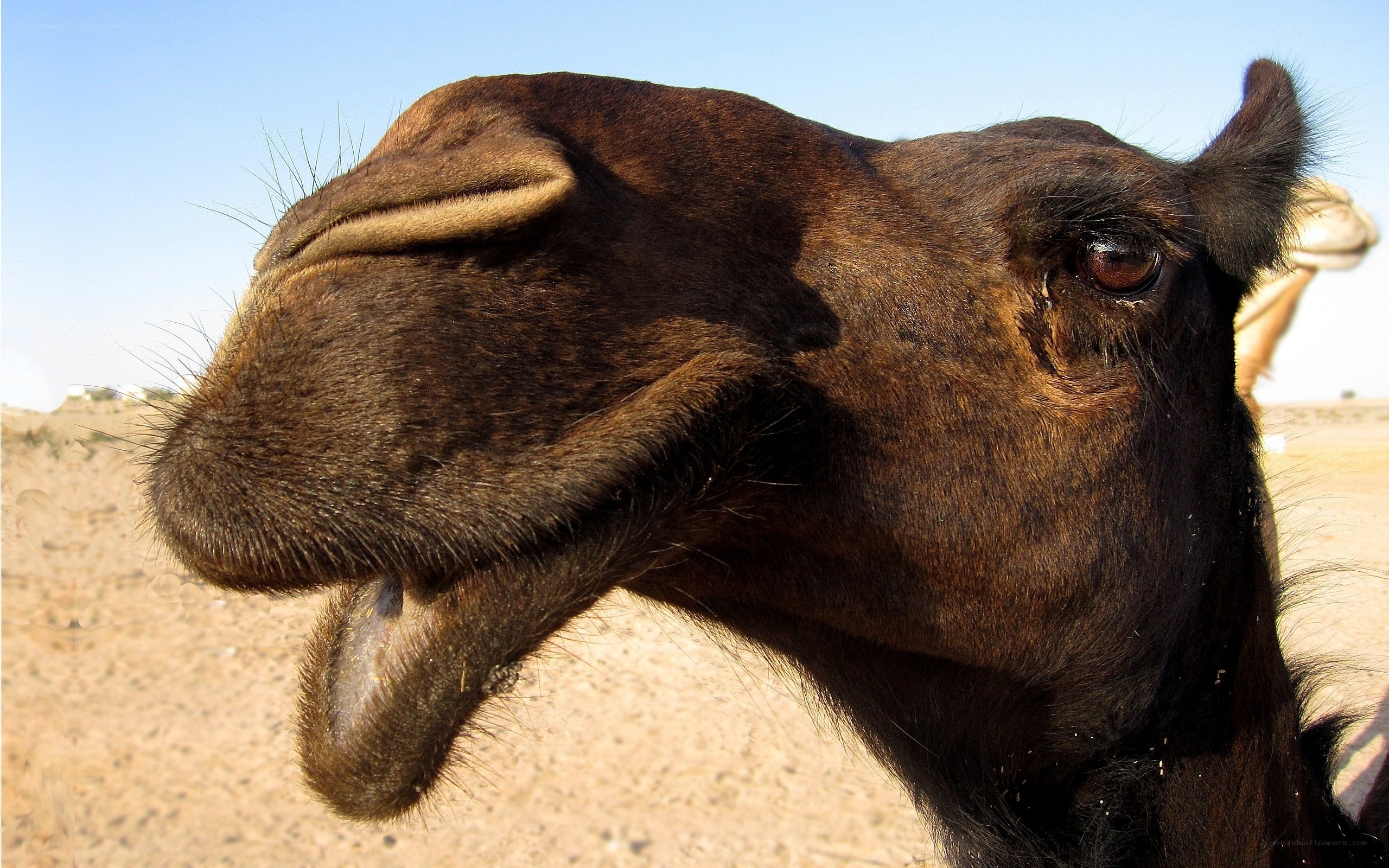 close-up of a camel's face