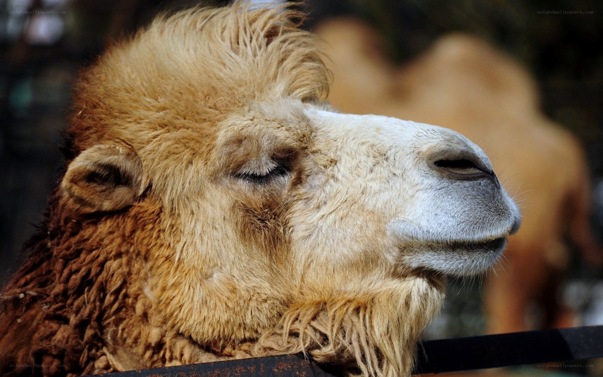 Close-up of a camel's head