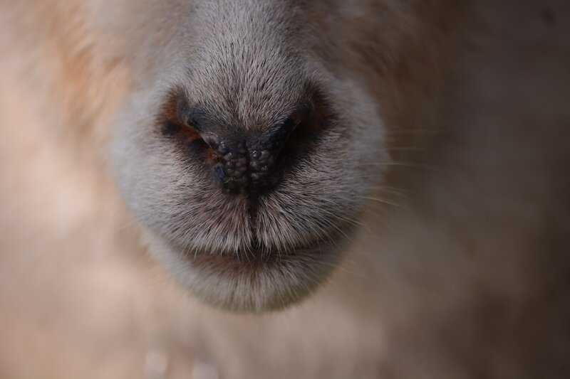 close-up of a camel's nose