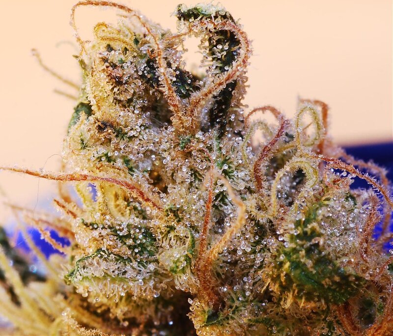 Close-up of a cannabis bud