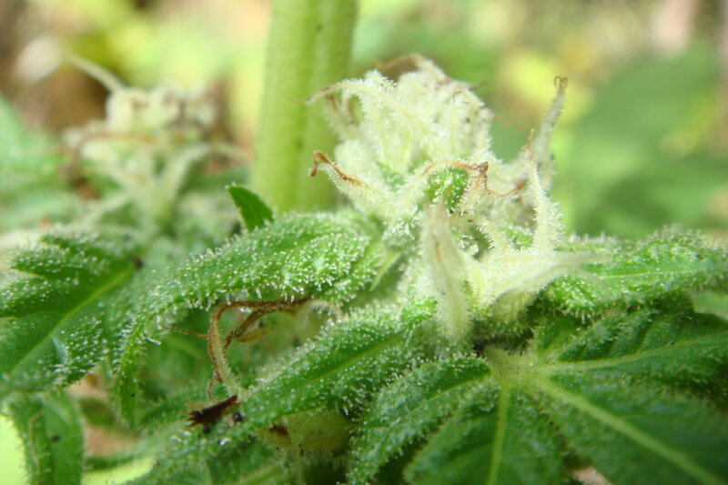 close-up of a cannabis bud
