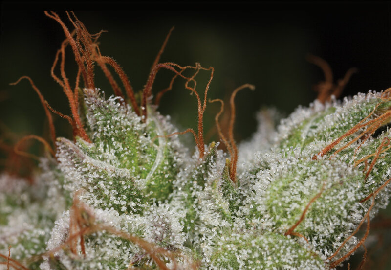Close-up of a cannabis bud