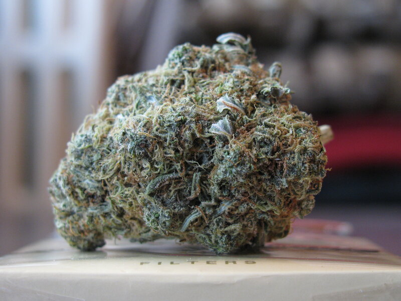 close-up of a cannabis bud