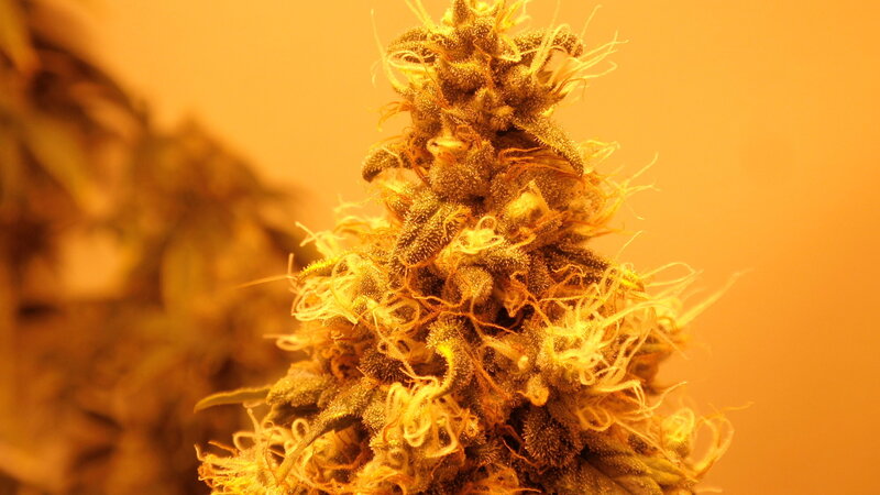 close-up of a cannabis bud