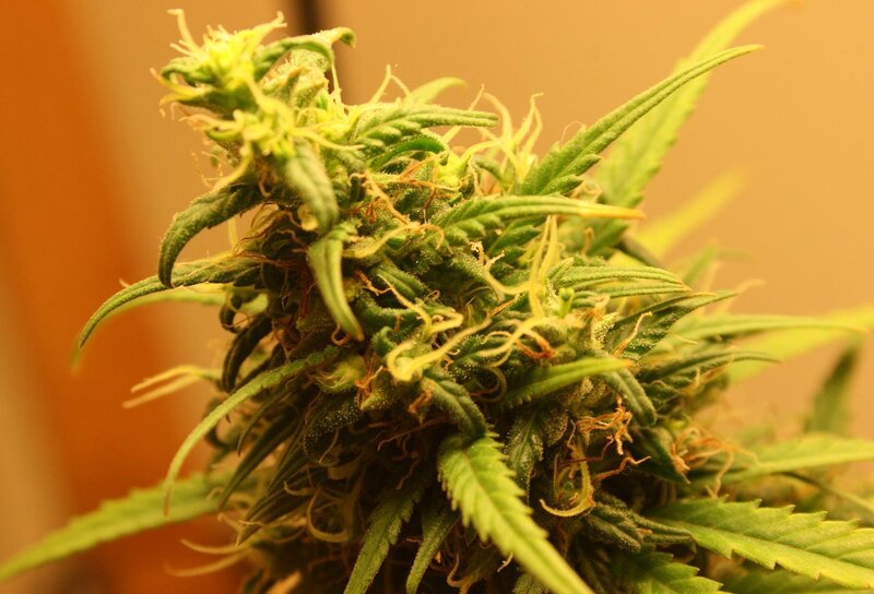 close-up of a cannabis bud