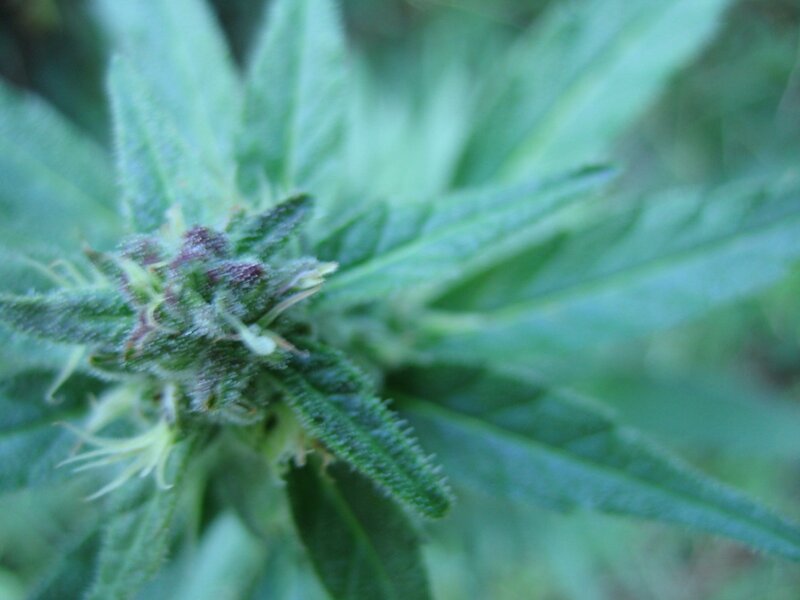 close-up of a cannabis bud