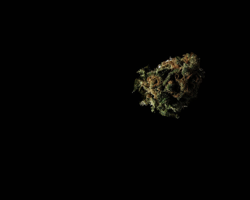 close-up of a cannabis bud