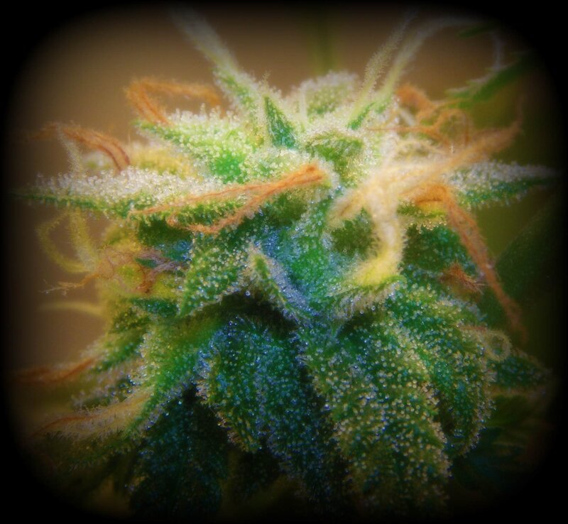 close-up of a cannabis bud