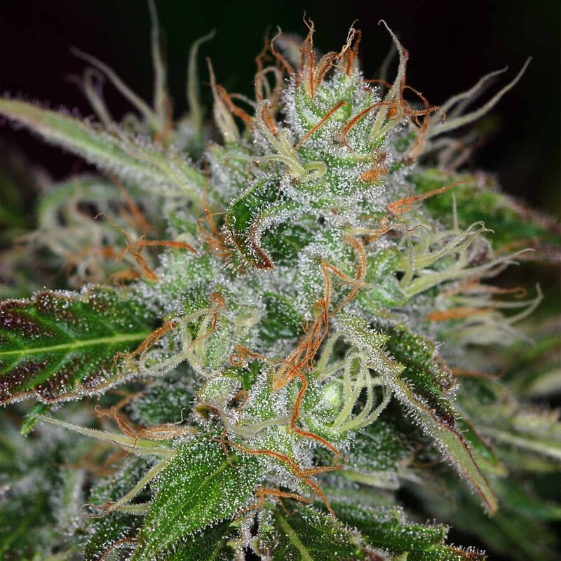 close-up of a cannabis bud