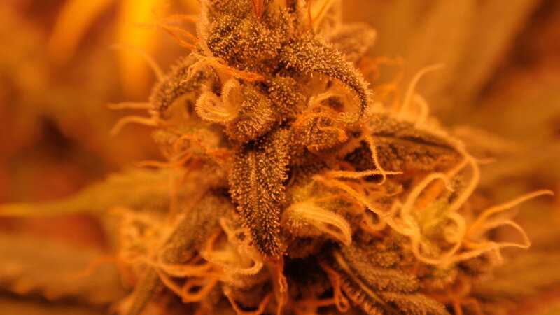 close-up of a cannabis bud