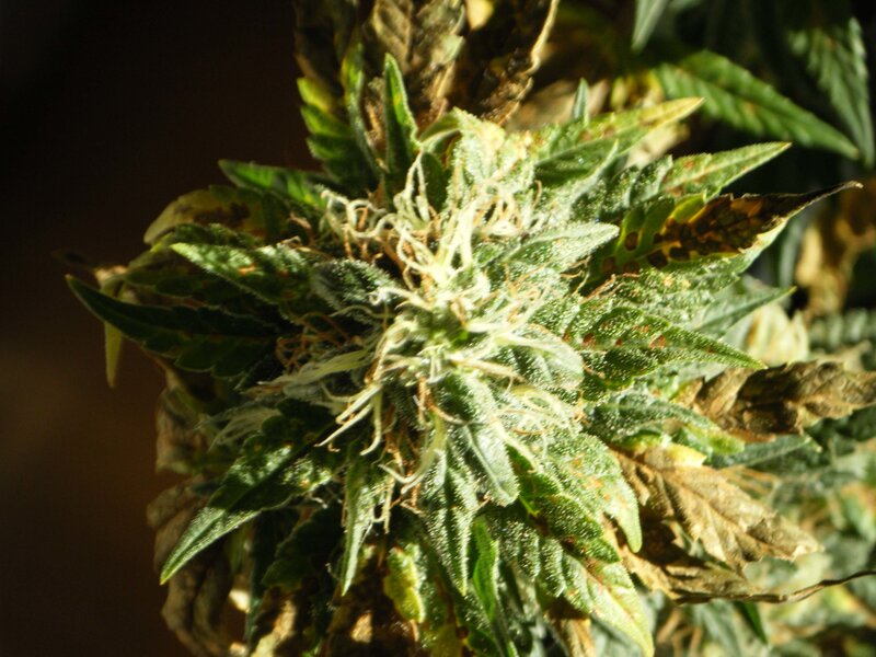 close-up of a cannabis bud