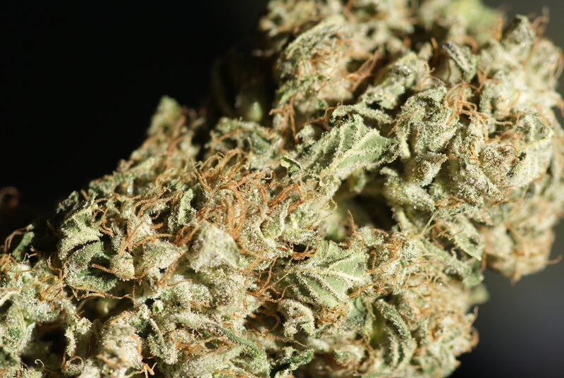 close-up of a cannabis bud