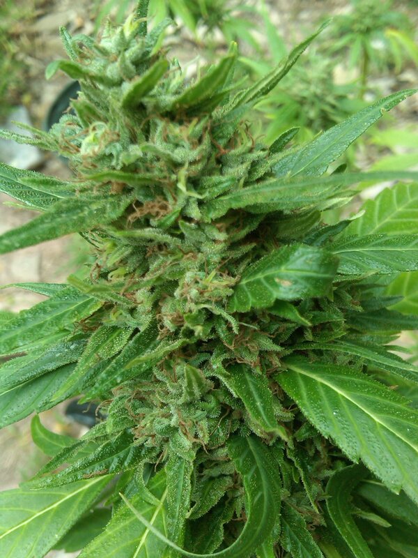 close-up of a cannabis bud