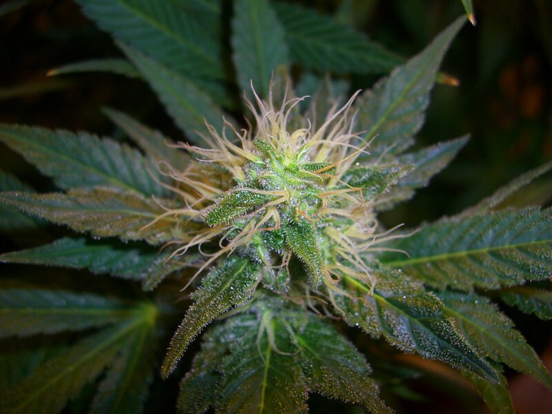 close-up of a cannabis bud