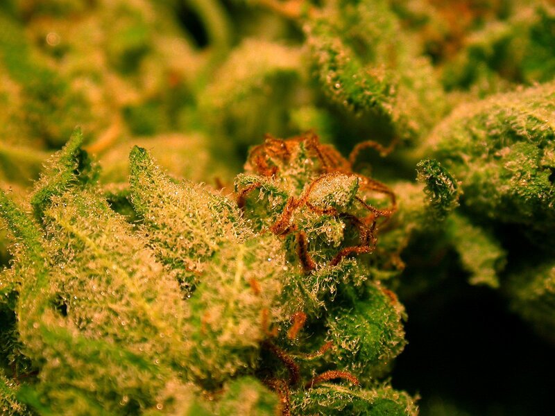 Close-up of a cannabis bud
