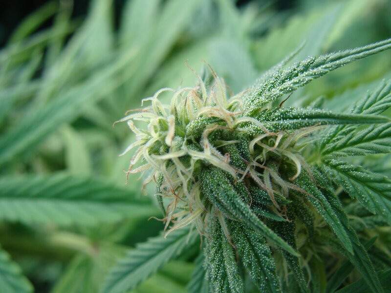 close-up of a cannabis bud