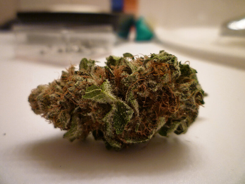 close-up of a cannabis bud