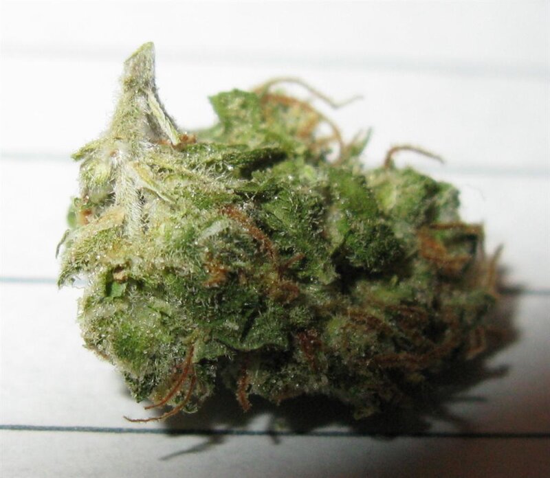 close-up of a cannabis bud