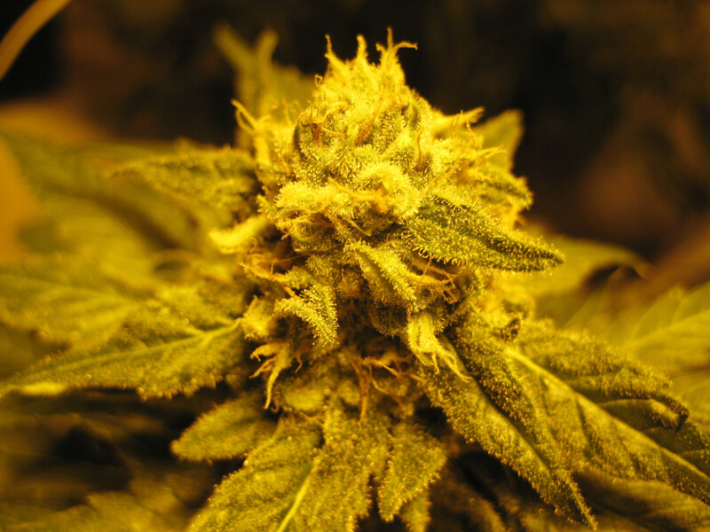 close-up of a cannabis bud