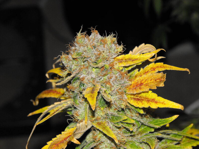 close-up of a cannabis bud