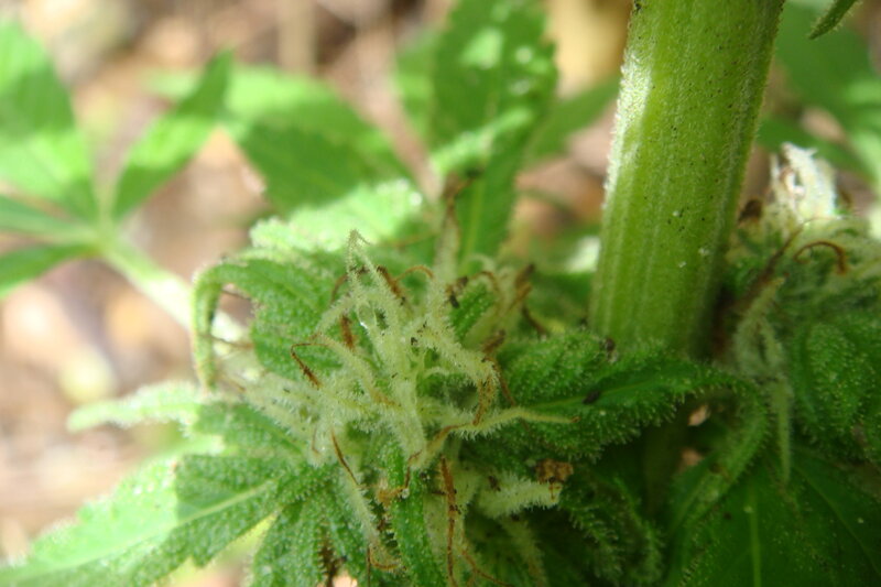 close-up of a cannabis bud
