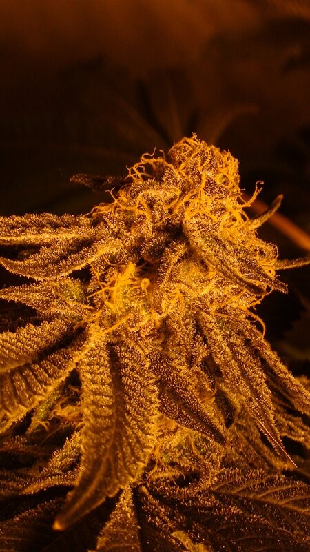 close-up of a cannabis bud