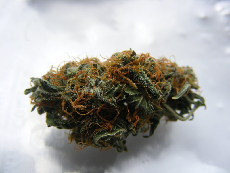 close-up of a cannabis bud