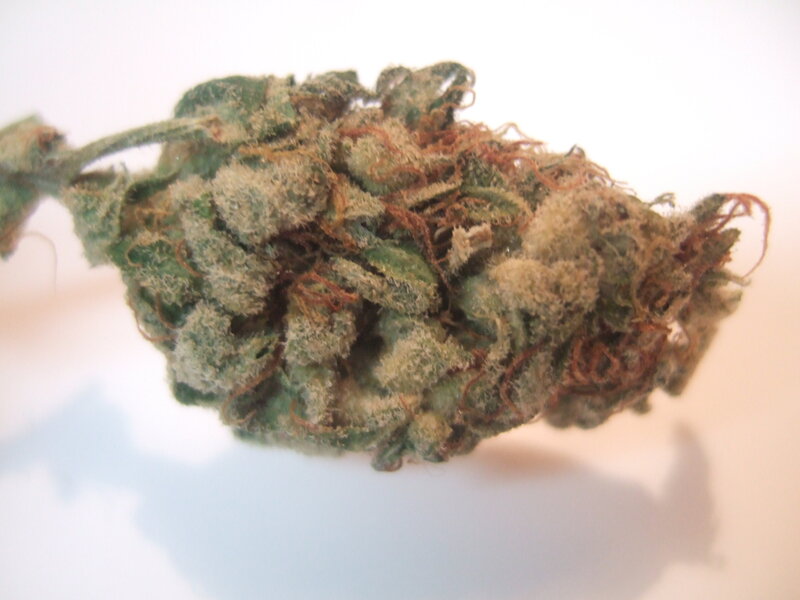close-up of a cannabis bud