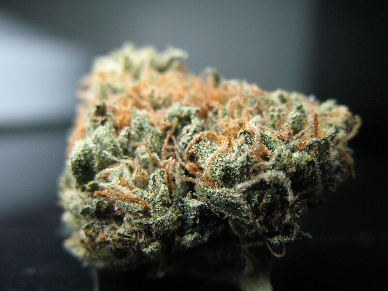 close-up of a cannabis bud