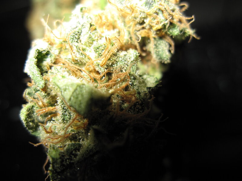 Close-up of a cannabis bud