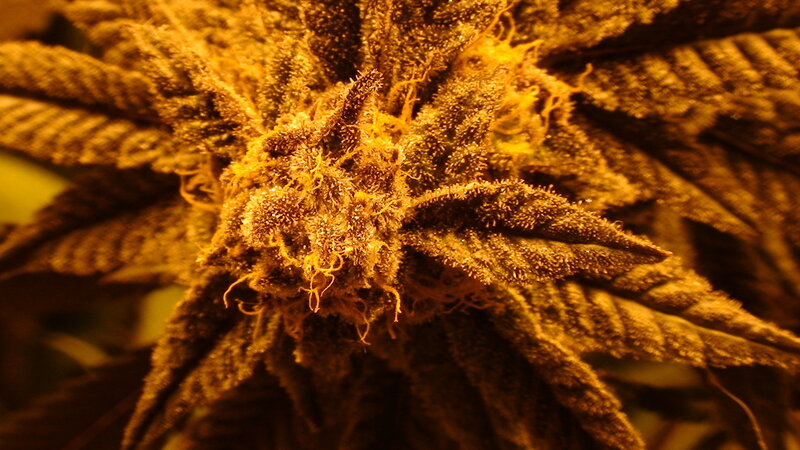 close-up of a cannabis bud