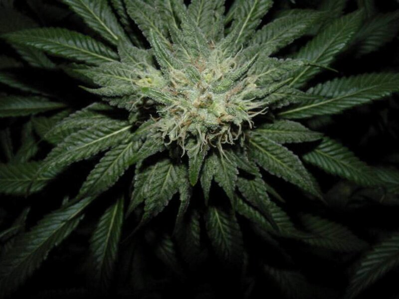 close-up of a cannabis bud