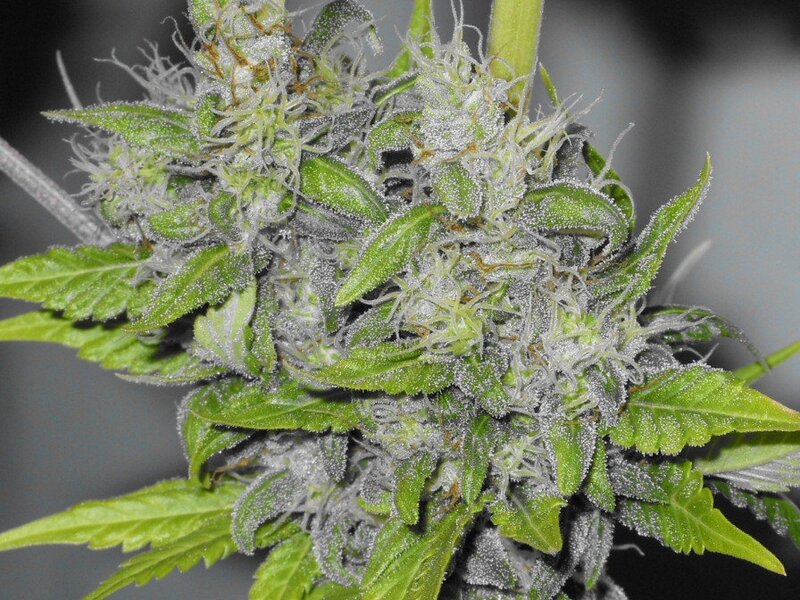 close-up of a cannabis bud
