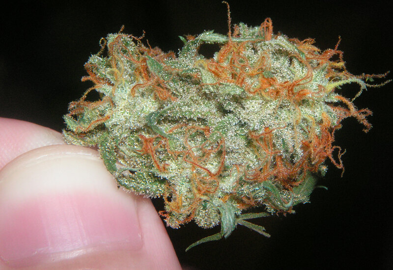 close-up of a cannabis bud