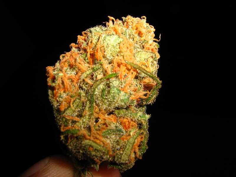 close-up of a cannabis bud