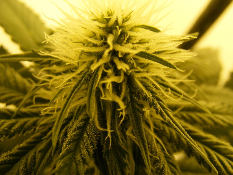 close-up of a cannabis bud