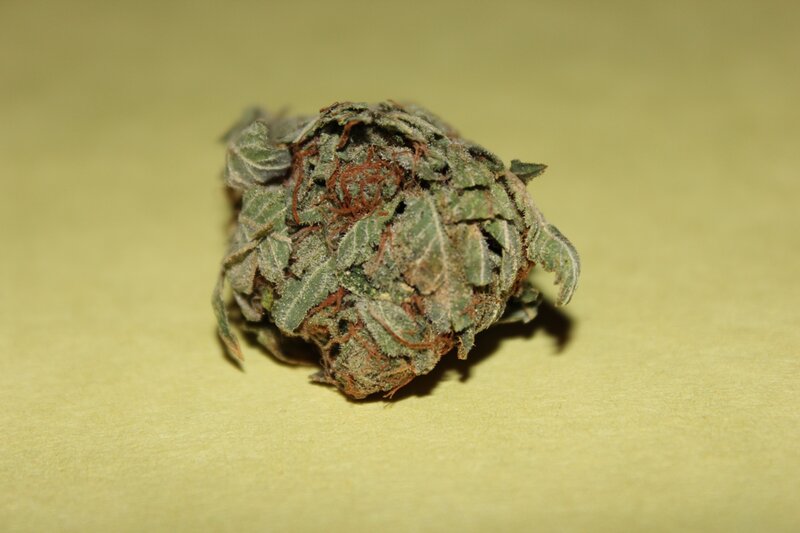 close-up of a cannabis bud