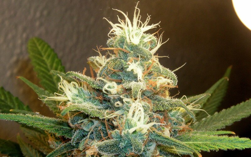 close-up of a cannabis bud