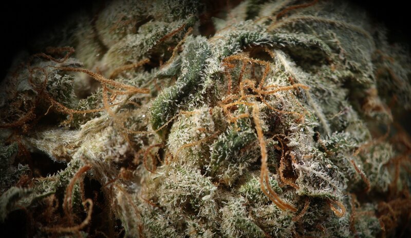 Close-up of a cannabis bud