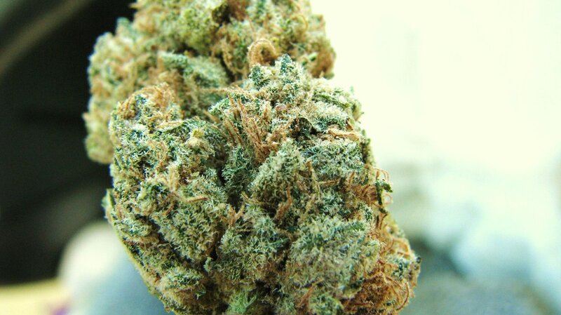 close-up of a cannabis bud