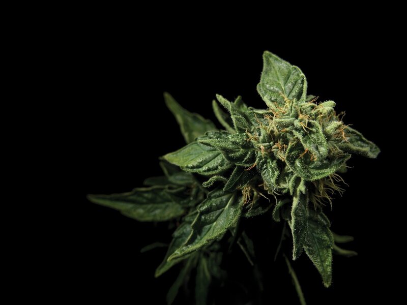 close-up of a cannabis bud