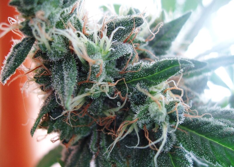 close-up of a cannabis bud
