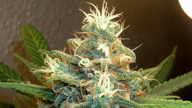 close-up of a cannabis bud