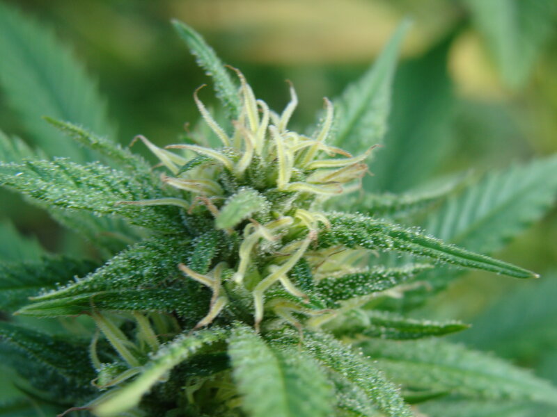 Close-up of a cannabis bud